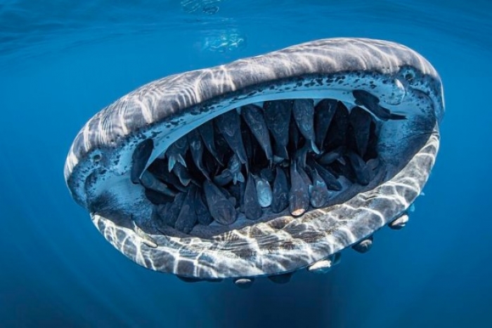 26 bellissime fotografie subacquee dell'anno 2020