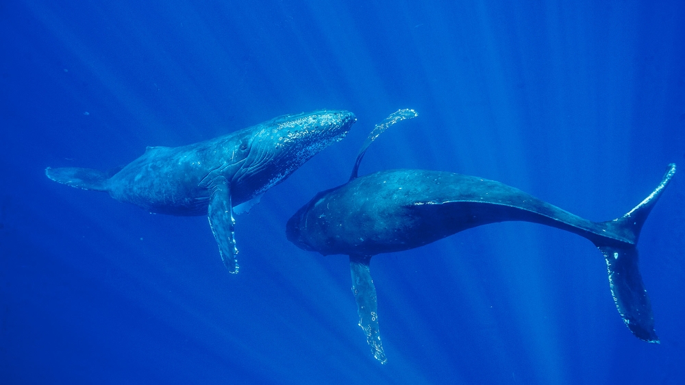 Balene in Maui