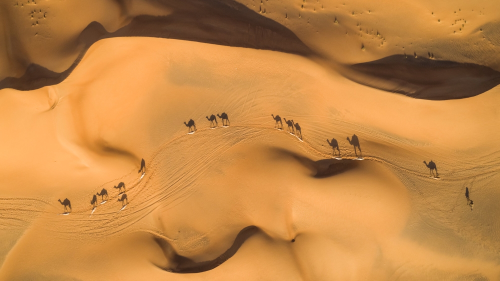 Camels in Desert UAE