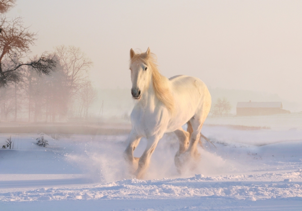 Cavallo bianco sulla neve