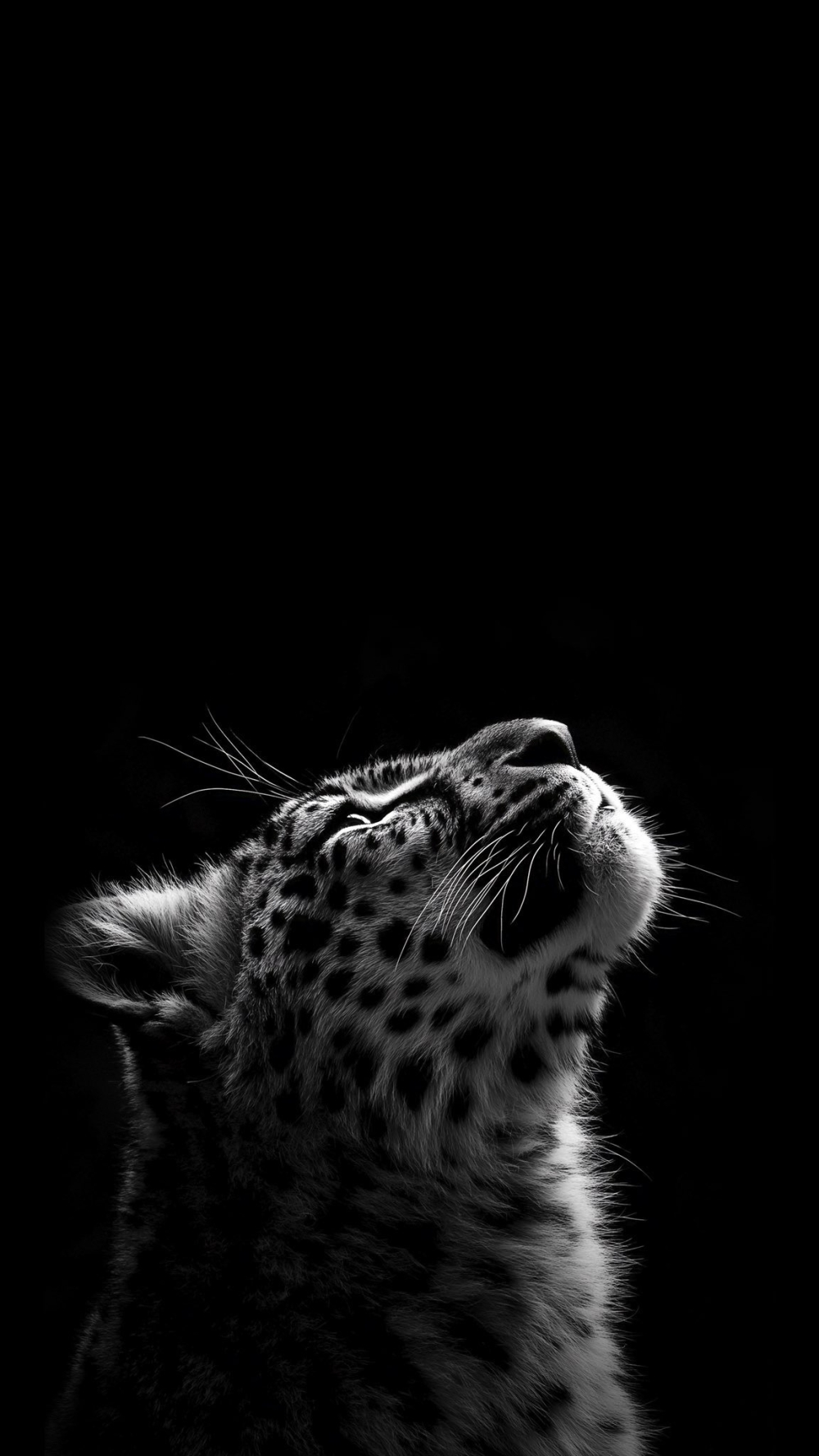 Sfondo dedicato ad un bellissimo felino in bianco e nero con fondo black