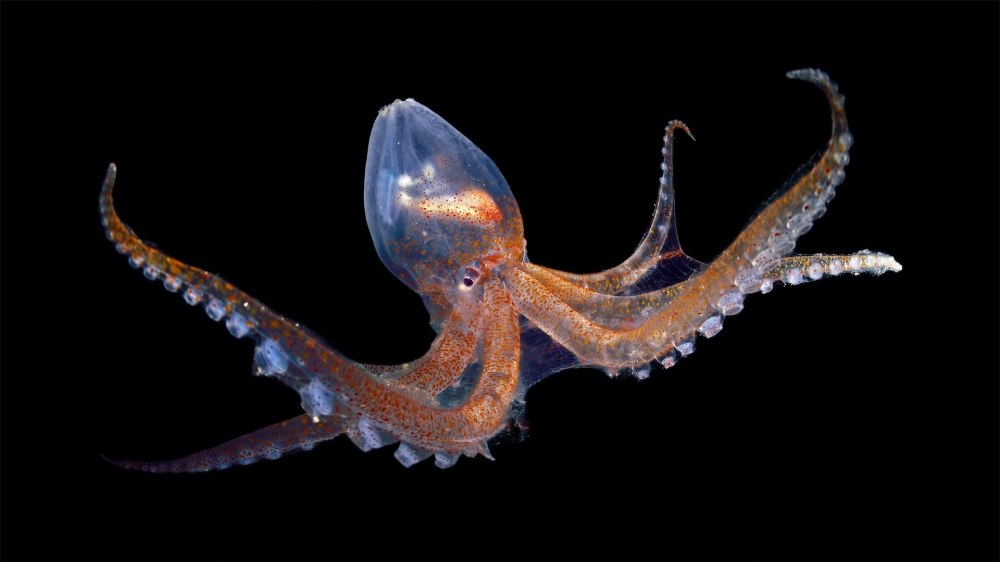 Glass octopus in Capo Verde