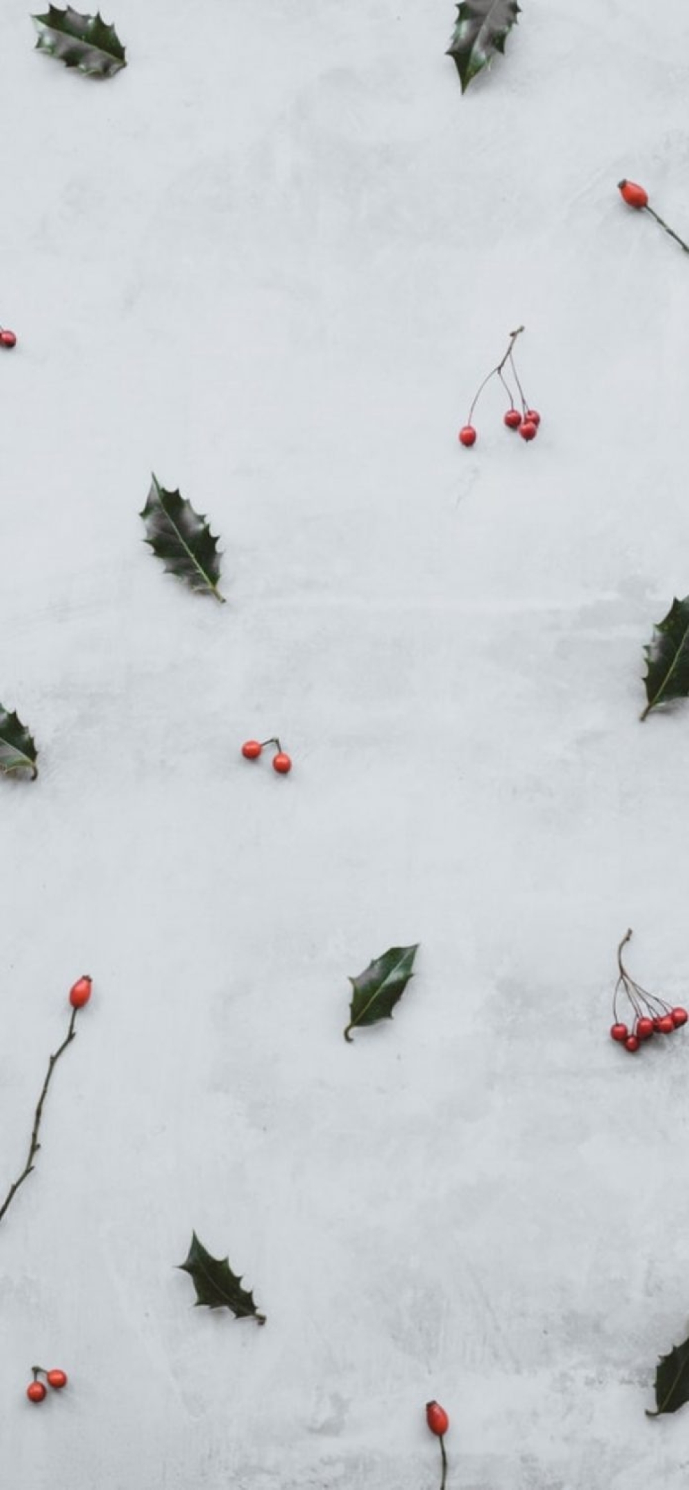 Mirtilli e foglie nella neve