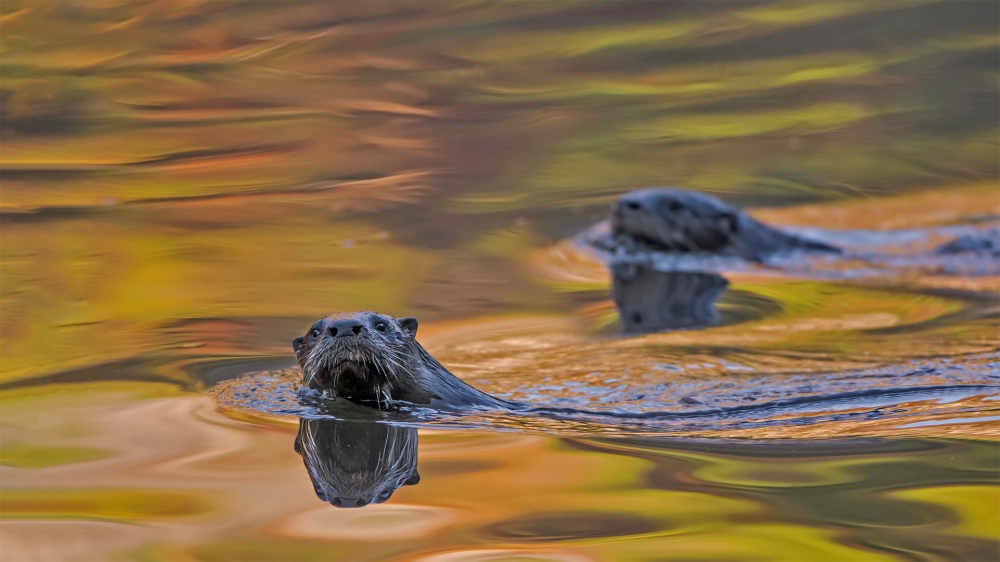 Otters Swimming