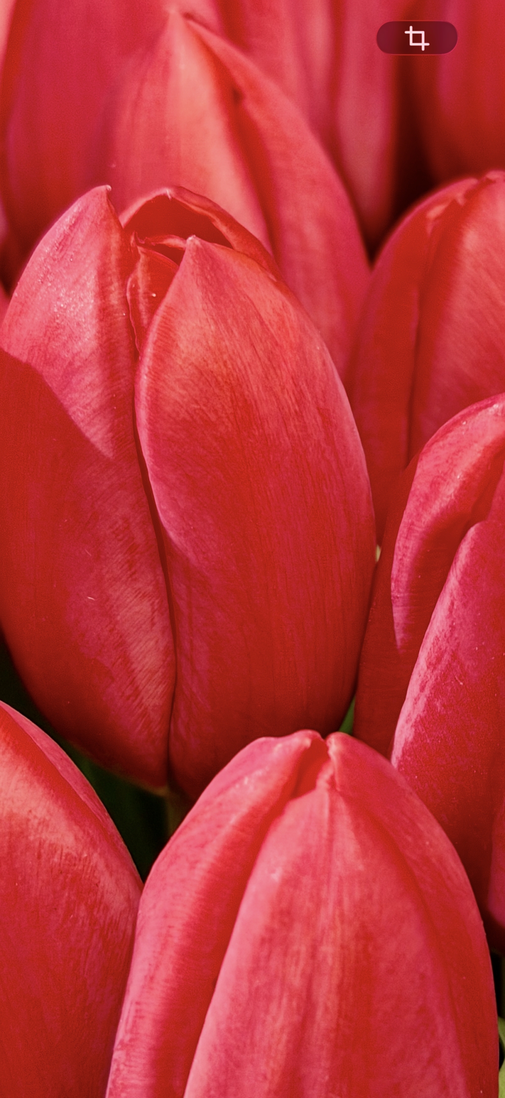 Sfondo dedicato a dei tulipani rossi