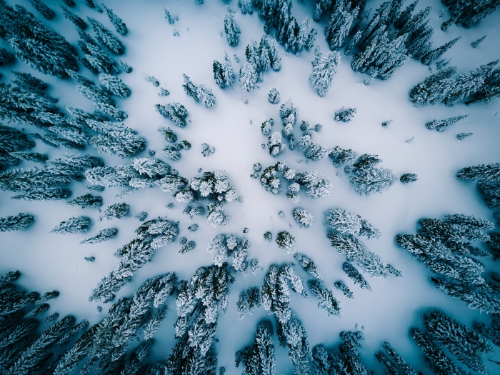 Vista aerea di pini tra le nevi