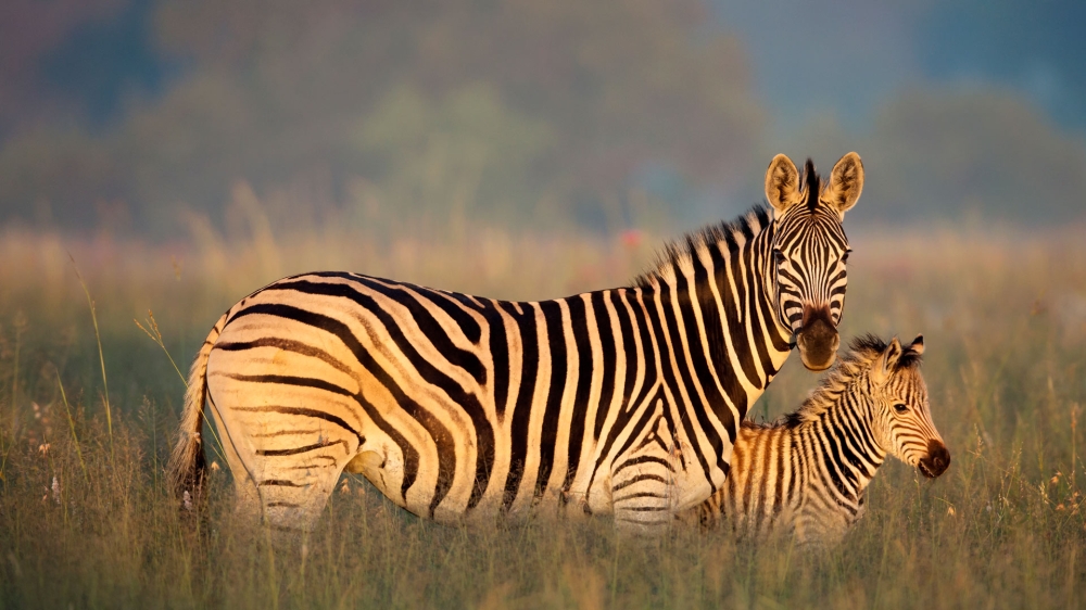 Zebra mamma con piccolo
